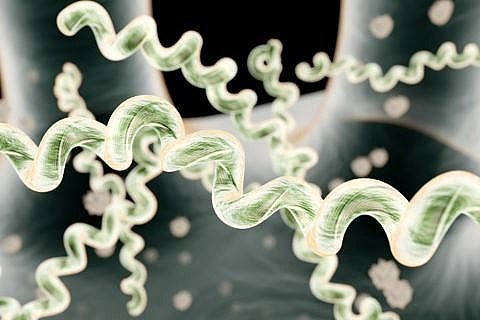 Borreliose Bakterien in 3D