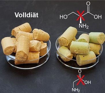 Zum Artikel "FAU-Forschungsteam erforscht den Einfluss der Ernährung auf den Krankheitsverlauf von Blutkrebs"