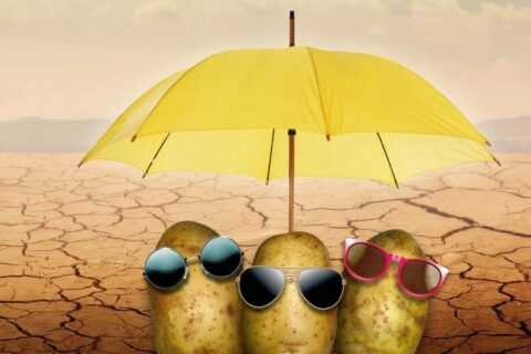 Drei Kartoffeln unter gelben Schirm in einer Wüstenlandschaft