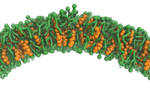 Die Abbildung zeigt ein Computermodell einer ungesättigten Membran. Diese besteht aus einer Lipid-Doppelschicht. Bei Verbiegen der Membran wandert das Cholesterin (orange) in die innere, negativ gekrümmte Lipidschicht. Diese Beweglichkeit von Cholesterin führt dazu, dass die Membran weicher wird, sich also leichter verbiegen lässt.