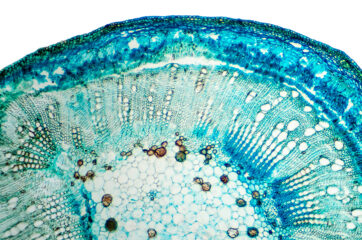 Zur Seite: Nebenfach Biologie