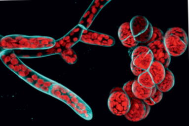 Zum Artikel "Entwicklungssteuerung durch RHO GTPasen: überraschende Einblicke aus der Welt der Moose"
