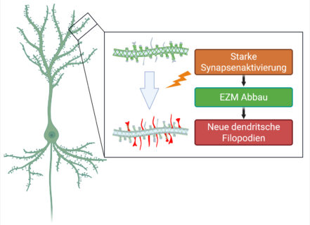 Zum Artikel "Stabilität oder Flexibilität? – Der Balanceakt des Gehirns"